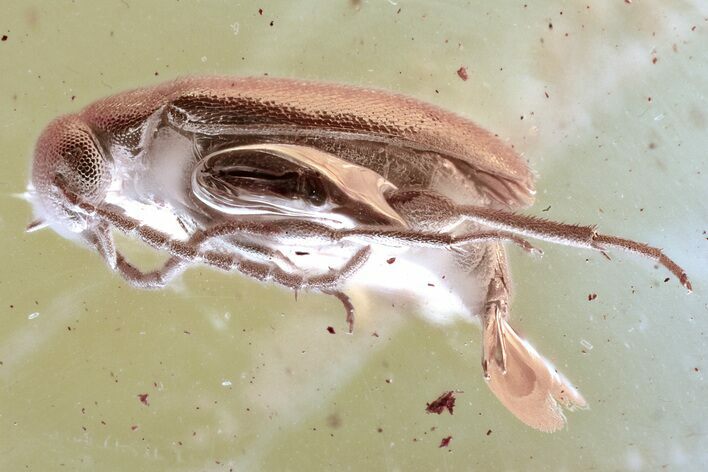 Detailed Fossil False Flower Beetle (Scraptiidae) in Baltic Amber #352704